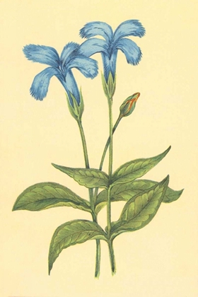 Picture of FINGED GENTIAN
