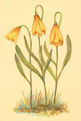 Picture of FRITILLARY