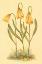 Picture of FRITILLARY