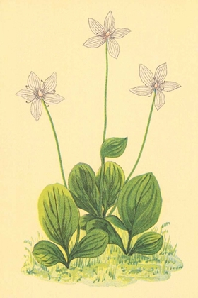 Picture of GRASS OF PARNASSUS
