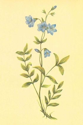 Picture of GREEK VALERIAN