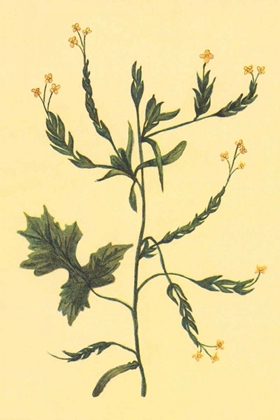 Picture of HEDGE MUSTARD
