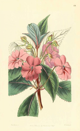 Picture of IMPATIENS PLATYPETALA