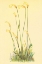 Picture of ONE FLOWERED ROOT