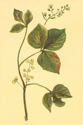 Picture of POISON IVY AND POISON OAK