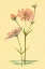 Picture of SEA PINK