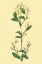 Picture of SERVICE BERRY AND SHAD BUSH