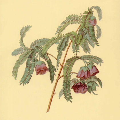 Picture of SPAENDONCEA TAMARANDIFOLIA