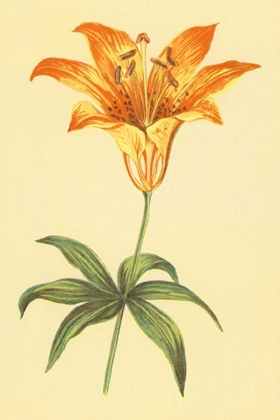 Picture of WILD ORANGE LILY