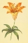 Picture of WILD ORANGE LILY