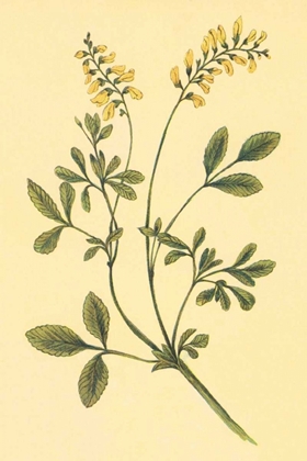 Picture of YELLOW MELILOT AND SWEET CLOVER