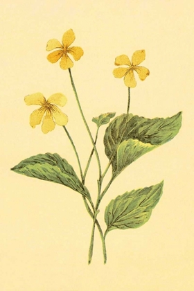 Picture of YELLOW VIOLET