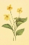 Picture of YELLOW VIOLET