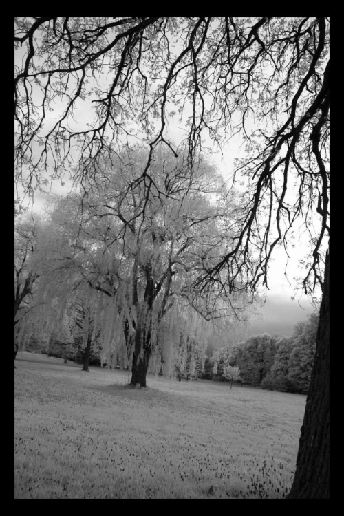 Picture of INFRA RED FOREST I