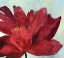Picture of PASSIONATE FLOWER