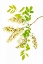 Picture of HONEY LOCUSTS II