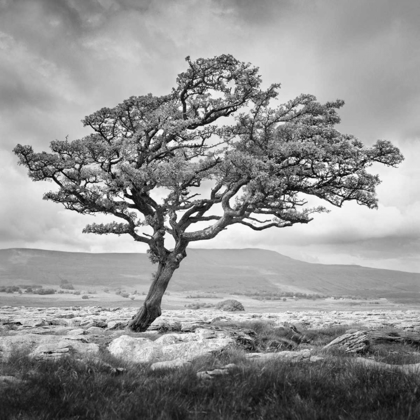 Picture of REACHING UPWARDS