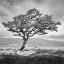 Picture of REACHING UPWARDS
