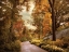 Picture of AZALEA GARDEN IN AUTUMN