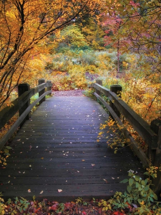 Picture of BRIDGE OVER SHALLOW WATER