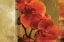 Picture of CRIMSON DELIGHT