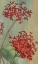 Picture of SUMMER FLOWERS II