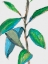 Picture of GREENER