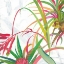 Picture of TROPICAL II