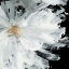 Picture of BLACK PEONY
