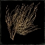 Picture of GOLD CORAL I