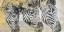 Picture of ZEBRA