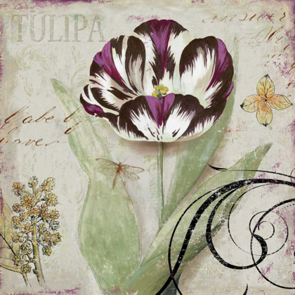 Picture of TULIPA II