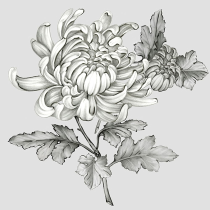 Picture of GREY BOTANICAL II