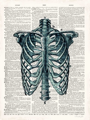 Picture of VINTAGE ANATOMY STUDY