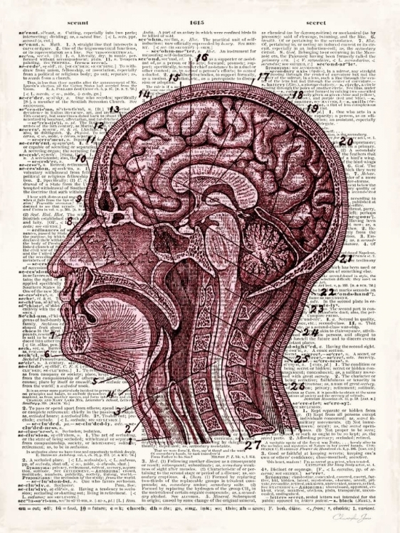 Picture of VINTAGE ANATOMY BRAIN