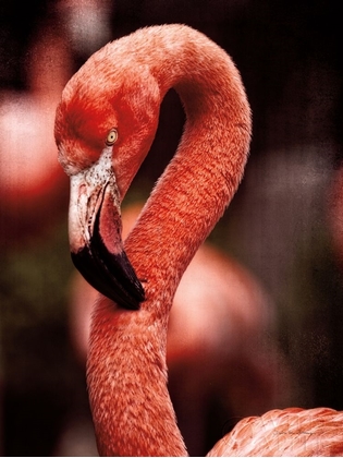 Picture of CARIBBEAN FLAMINGO II