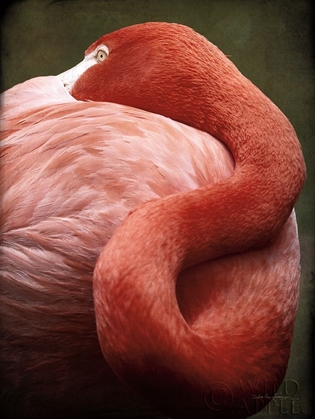 Picture of CARIBBEAN FLAMINGO I