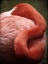 Picture of CARIBBEAN FLAMINGO I
