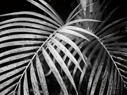 Picture of PALM FRONDS