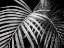 Picture of PALM FRONDS