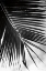 Picture of PALM FROND II
