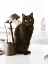 Picture of LIGHTS CAT ACTION