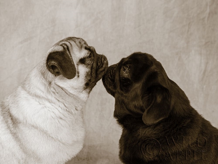 Picture of POOCH SMOOCH