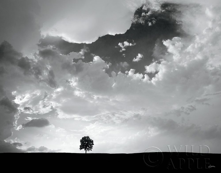 Picture of LONE TREE