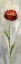 Picture of SINGLE STEM FLOWER II