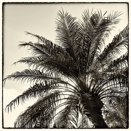 Picture of PALM TREE SEPIA I
