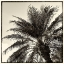 Picture of PALM TREE SEPIA I