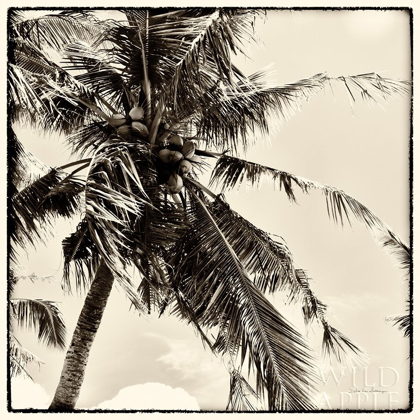 Picture of PALM TREE SEPIA II