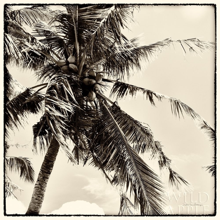 Picture of PALM TREE SEPIA II