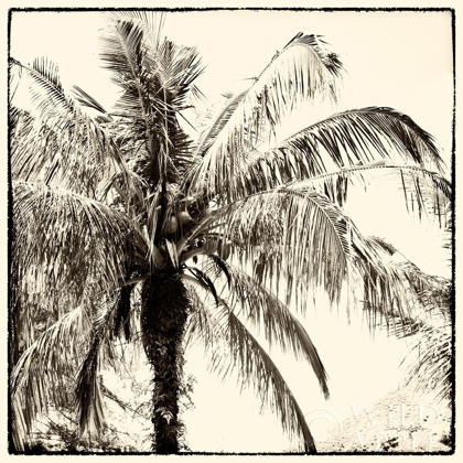 Picture of PALM TREE SEPIA III